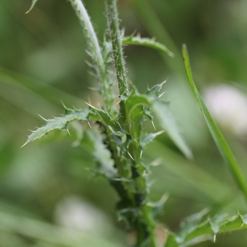 Berg-Distel / Carduus defloratus