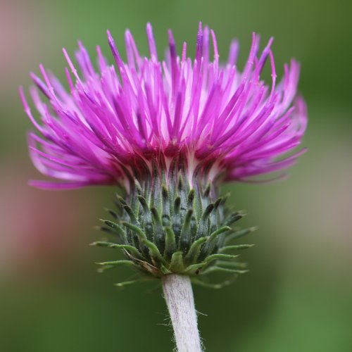 Berg-Distel / Carduus defloratus