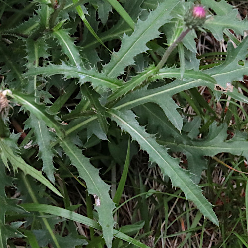 Berg-Distel / Carduus defloratus