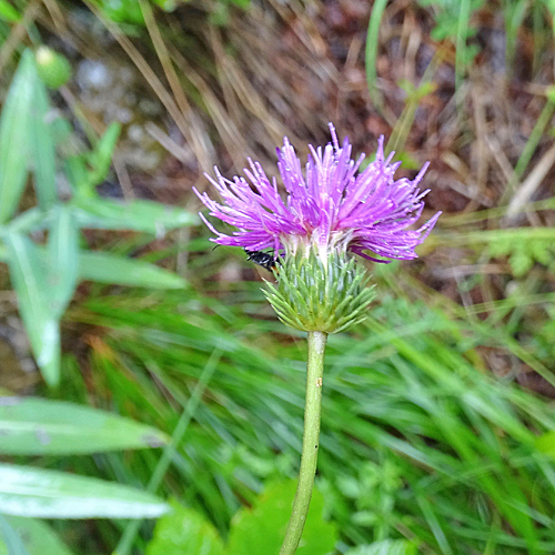 Dickblättrige Bergdistel / Carduus defloratus subsp. crassifolius