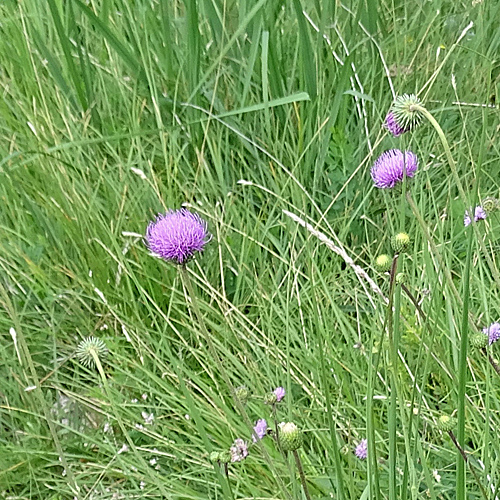 Dickblättrige Bergdistel / Carduus defloratus subsp. crassifolius