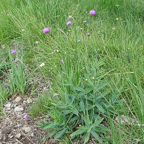 Dickblättrige Bergdistel / Carduus defloratus subsp. crassifolius