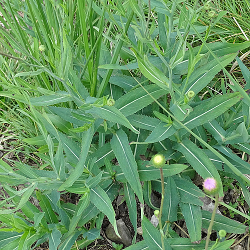 Dickblättrige Bergdistel / Carduus defloratus subsp. crassifolius