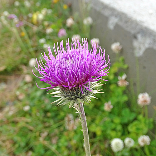 Rätische Bergdistel / Carduus defloratus subsp. tridentinus