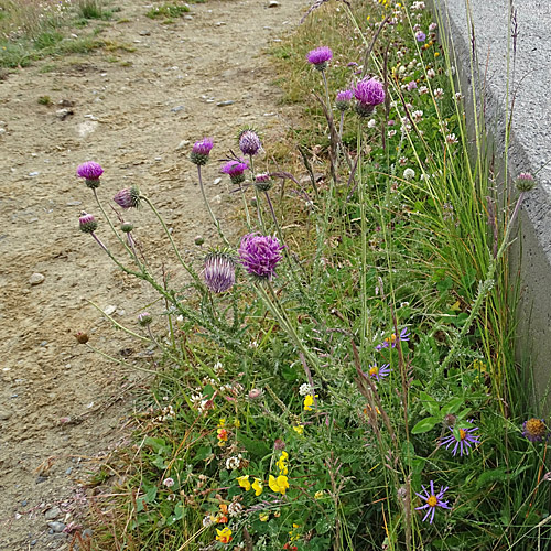 Rätische Bergdistel / Carduus defloratus subsp. tridentinus