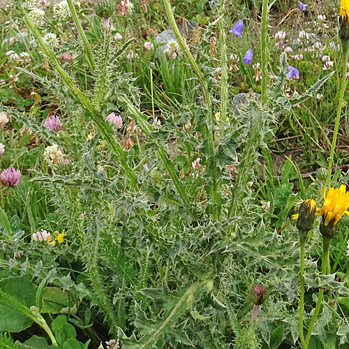 Rätische Bergdistel / Carduus defloratus subsp. tridentinus