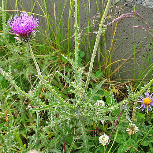 Rätische Bergdistel / Carduus defloratus subsp. tridentinus