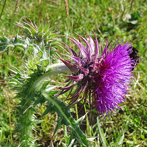 Gewöhnliche Nickende Distel / Carduus nutans