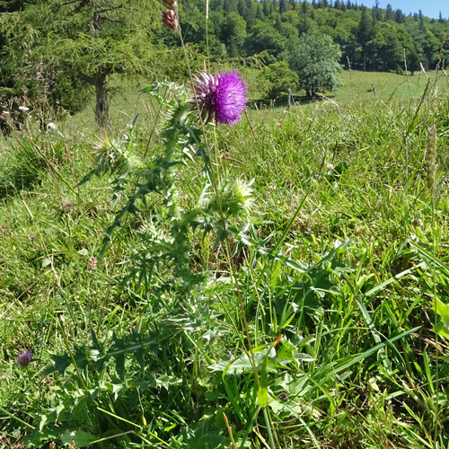 Gewöhnliche Nickende Distel / Carduus nutans