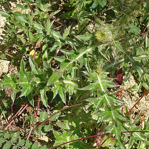 Gewöhnliche Nickende Distel / Carduus nutans