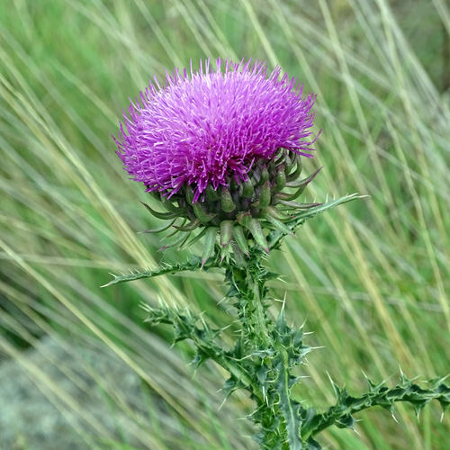 Breitschuppige Nickende Distel / Carduus nutans subsp. platylepis