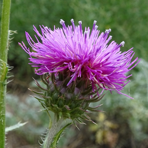 Breitschuppige Nickende Distel / Carduus nutans subsp. platylepis