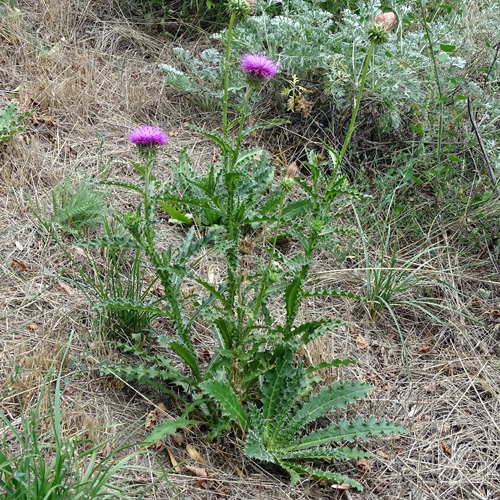 Breitschuppige Nickende Distel / Carduus nutans subsp. platylepis