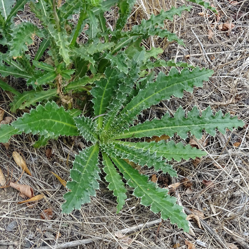 Breitschuppige Nickende Distel / Carduus nutans subsp. platylepis