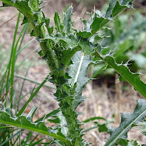 Breitschuppige Nickende Distel / Carduus nutans subsp. platylepis