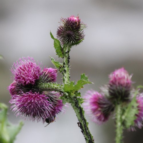 Kletten-Distel / Carduus personata