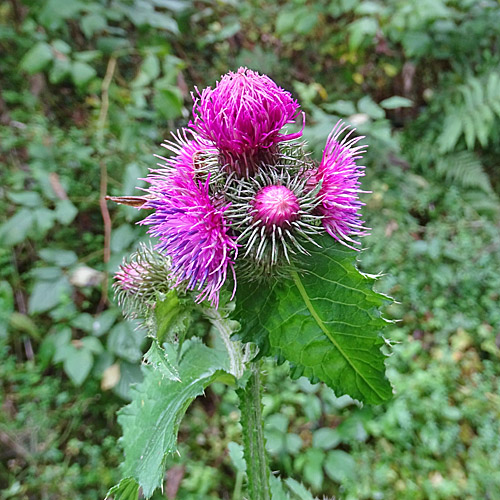 Kletten-Distel / Carduus personata