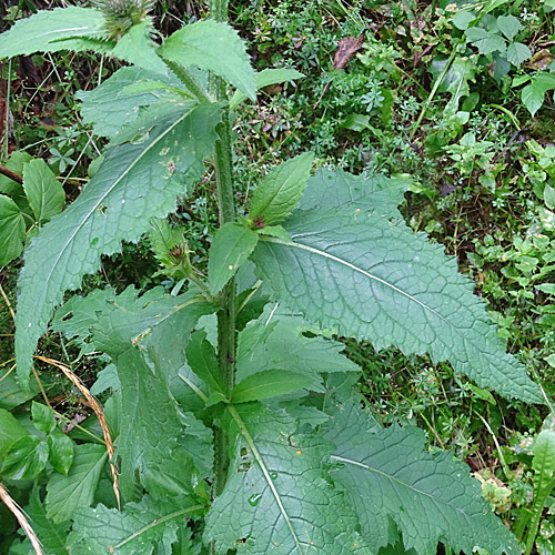 Kletten-Distel / Carduus personata