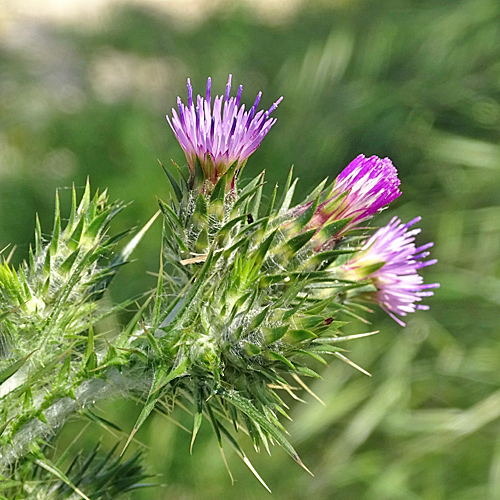 Knäuelköpfige Distel / Carduus pycnocephalus