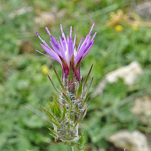 Knäuelköpfige Distel / Carduus pycnocephalus