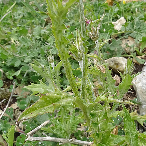 Knäuelköpfige Distel / Carduus pycnocephalus