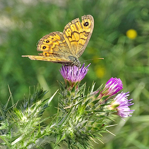 Knäuelköpfige Distel / Carduus pycnocephalus