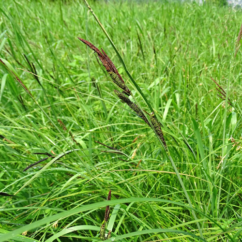 Schlanke Segge / Carex acuta aggr.