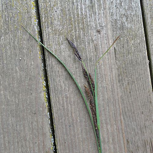 Schlanke Segge / Carex acuta aggr.
