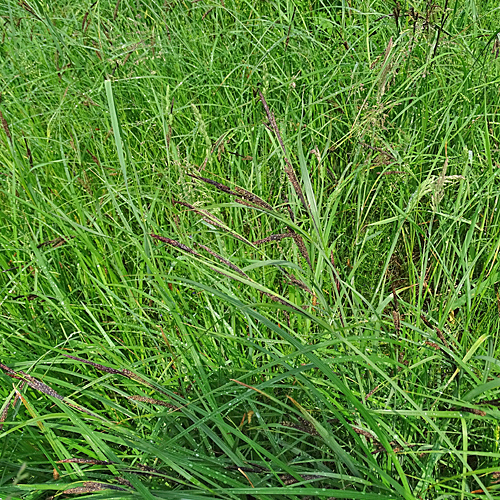 Schlanke Segge / Carex acuta aggr.