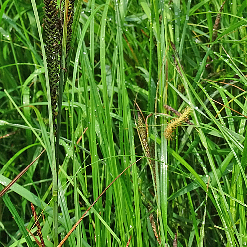 Schlanke Segge / Carex acuta aggr.