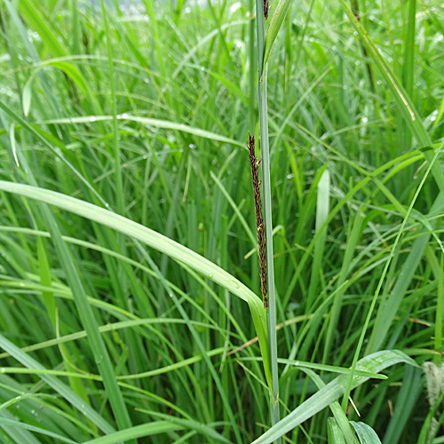 Schlanke Segge / Carex acuta aggr.