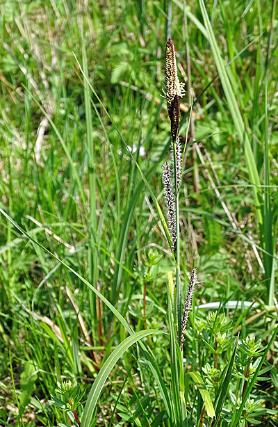 Scharfkantige Segge / Carex acutiformis