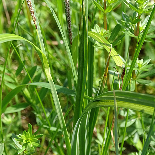 Scharfkantige Segge / Carex acutiformis