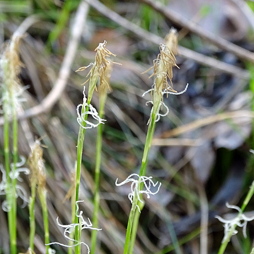 Weisse Segge / Carex alba