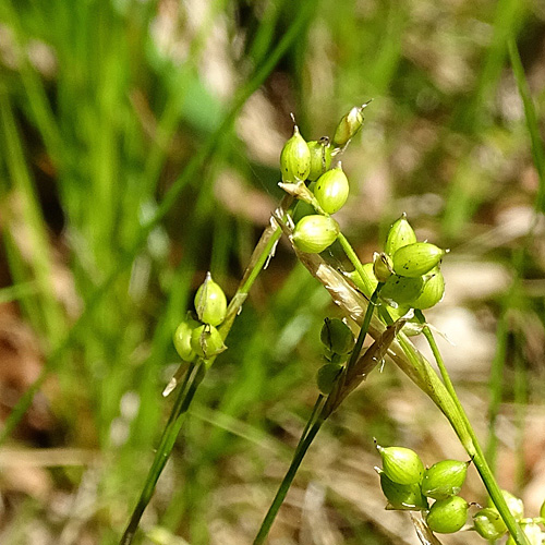 Weisse Segge / Carex alba