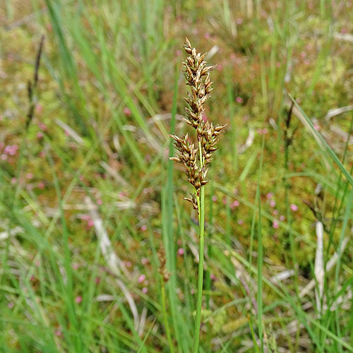 Sonderbare Segge / Carex appropinquata