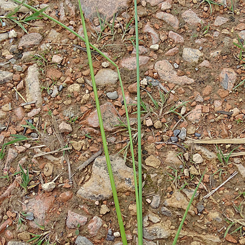 Sonderbare Segge / Carex appropinquata