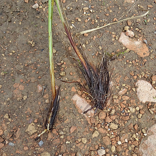 Sonderbare Segge / Carex appropinquata