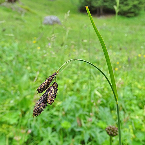 Grosse Trauer-Segge / Carex atrata subsp. aterrima