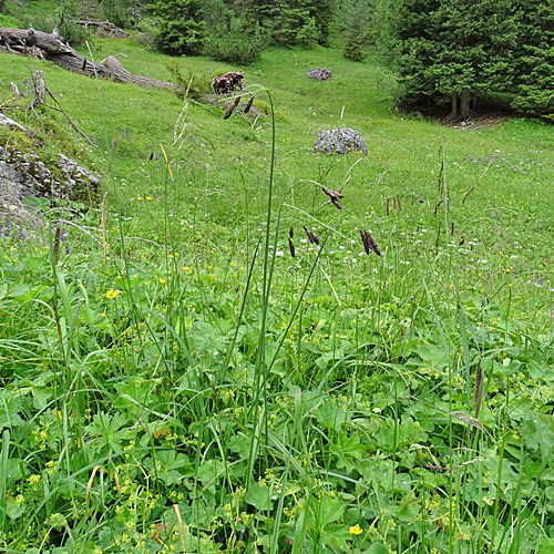 Grosse Trauer-Segge / Carex atrata subsp. aterrima