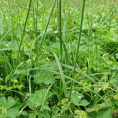 Grosse Trauer-Segge / Carex atrata subsp. aterrima