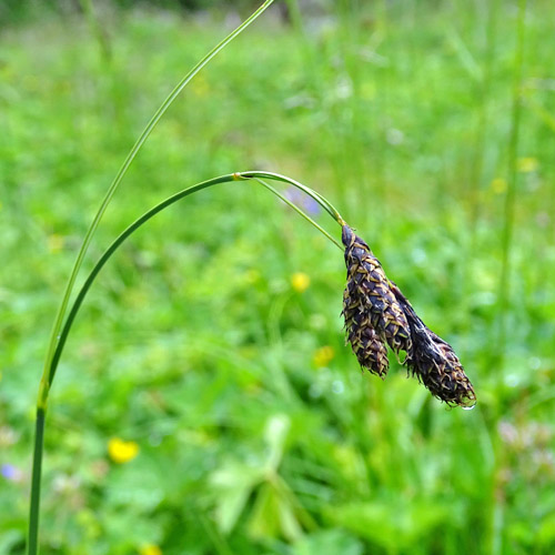 Grosse Trauer-Segge / Carex atrata subsp. aterrima