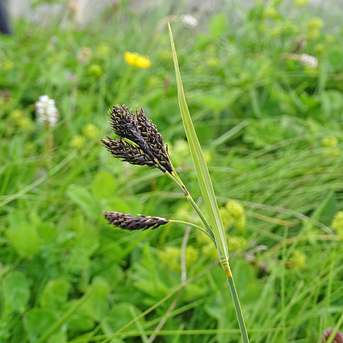 Gewöhnliche Trauer-Segge / Carex atrata subsp. atrata