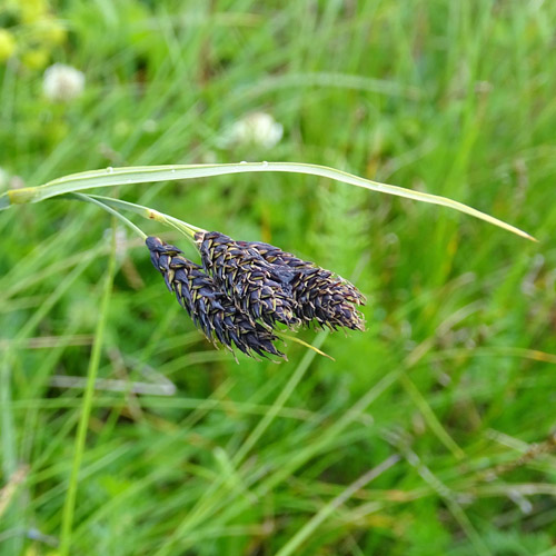 Gewöhnliche Trauer-Segge / Carex atrata subsp. atrata