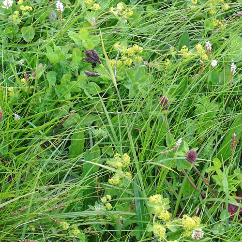 Gewöhnliche Trauer-Segge / Carex atrata subsp. atrata