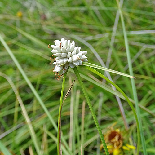 Monte Baldo-Segge / Carex baldensis