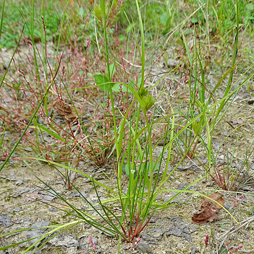 Böhmische Segge / Carex bohemica