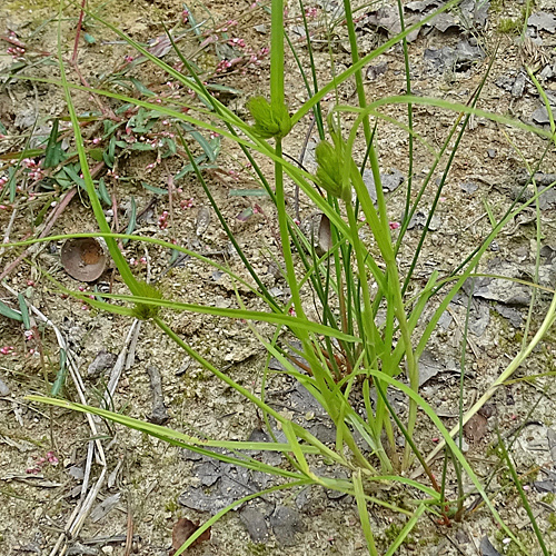 Böhmische Segge / Carex bohemica