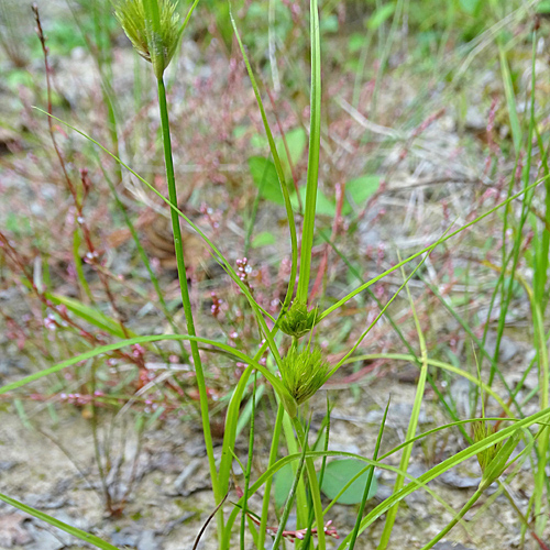 Böhmische Segge / Carex bohemica