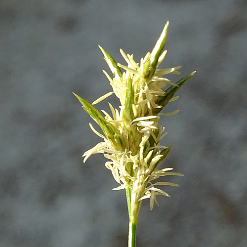 Zittergras-Segge / Carex brizoides
